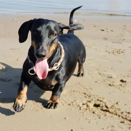 Elbdiek * Bachenbrock