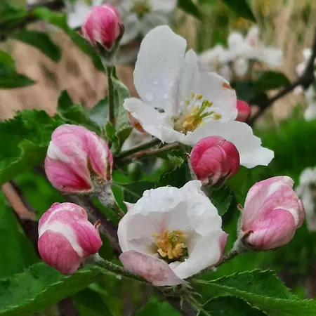 Дом отдыха Elbdiek Bachenbrock