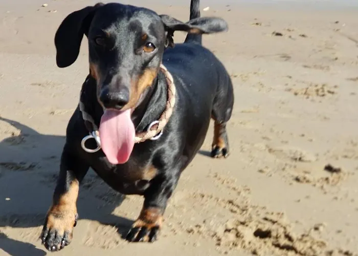 Elbdiek * Bachenbrock