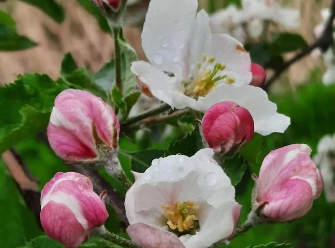 Prázdninový dům Elbdiek Bachenbrock